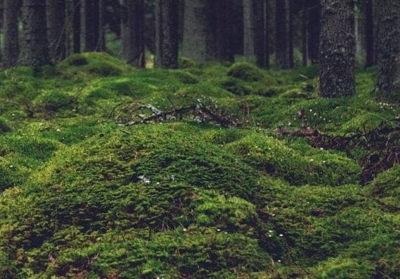 header-bosbeweging