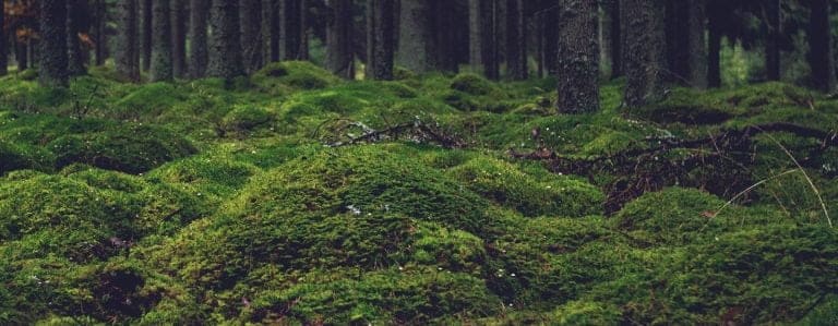 bosbeweging-mos-header